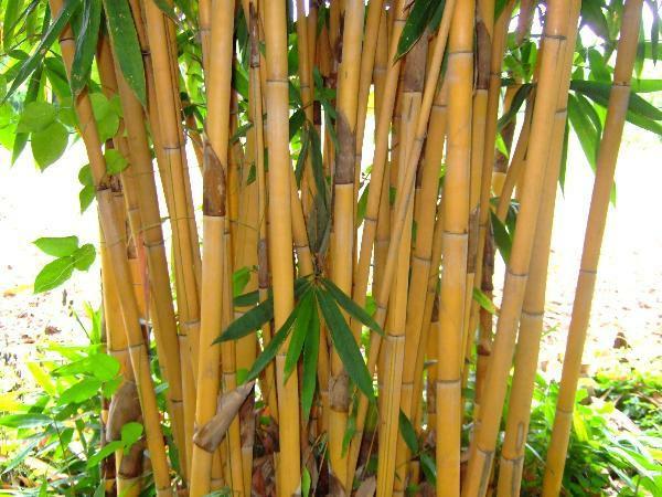 Kuinka nopeasti bambu kasvattaa bambun varret