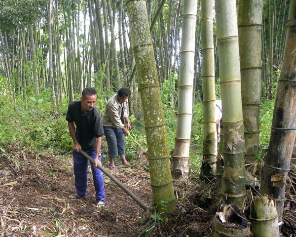 Kuinka nopeasti bambu kasvattaa bambukasveja bambun kasvua