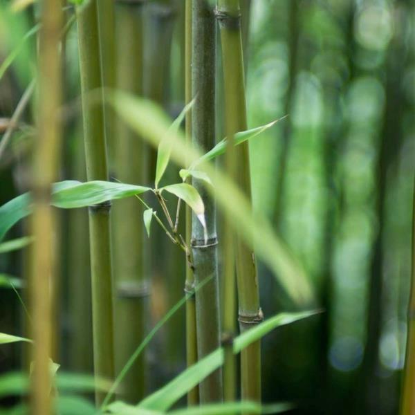 Kuinka nopeasti bambu kasvattaa bambukasveja