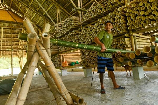 Kuinka nopeasti bambu kasvaa rakennusteollisuudessa