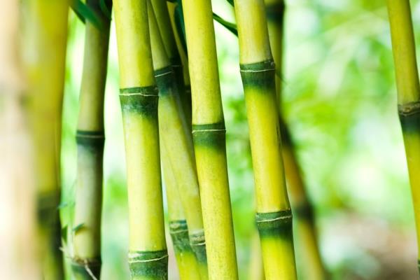 Kuinka nopeasti bambu kasvaa Hyödyllistä tietoa