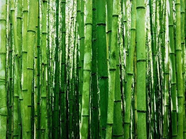 Kuinka nopeasti bambu kasvaa?
