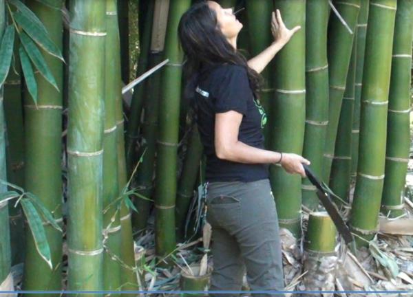 Kuinka nopeasti bambu kasvaa ja muita mielenkiintoisia faktoja