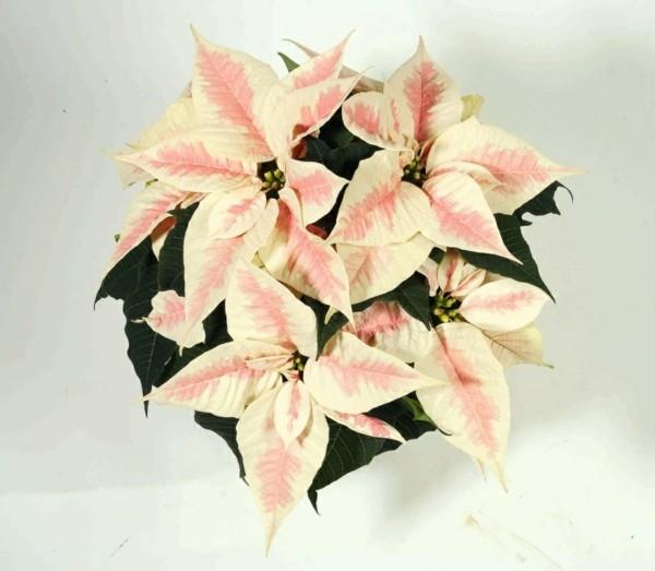 Talvella kukkiva joulutähti valkoiset vaaleanpunaiset lehdet talvikukka