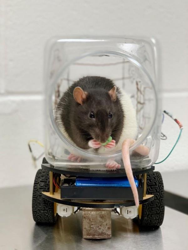 Tutkijat ovat opettaneet rotat ajamaan pieniä autoja