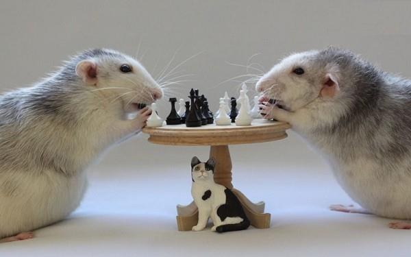 Tutkijat opettivat rotat ajamaan pieniä autoja, söpöjä arvauspelejä, shakkia