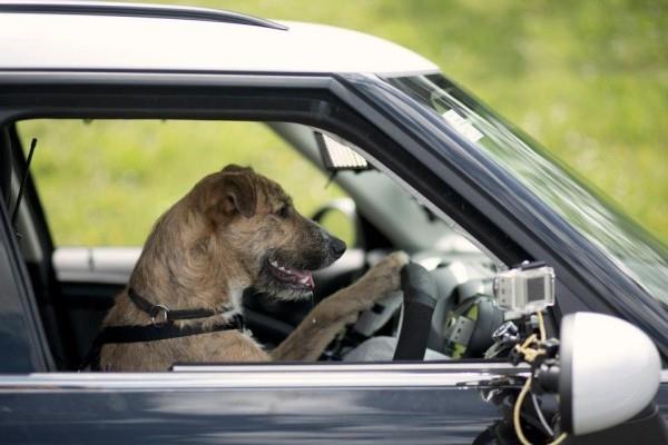 Tutkijat ovat opettaneet rotat ajamaan pieniä autoja, jotta he voivat ajaa suojakoiria ajamaan autoja