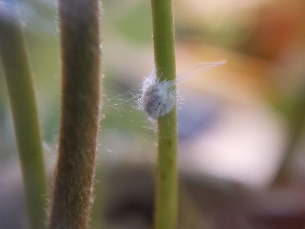 Mealybugs on syömäpuikot tuholaisia ​​puutarhassa