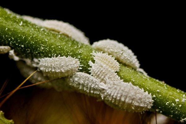 Mealybugs - hienoja ideoita - tuholaisia ​​puutarhassa