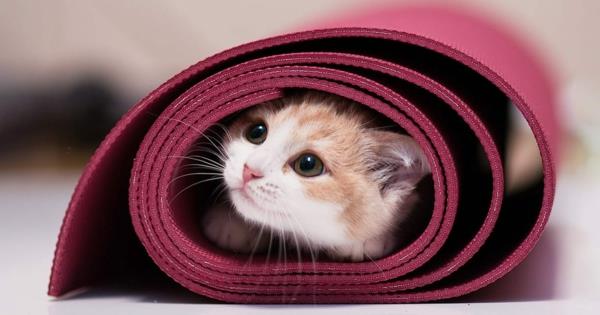 Joogamatto puhdistaa ja desinfioi kissanpesuainetta