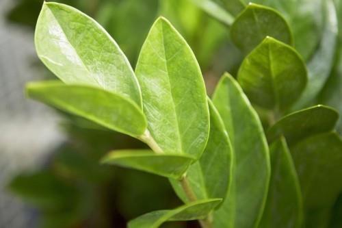 Zamioculcan monivuotiset huonekasvit kiiltävän vihreät