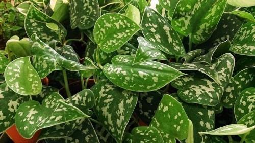 Zamioculcas valkoiset huonekasvit