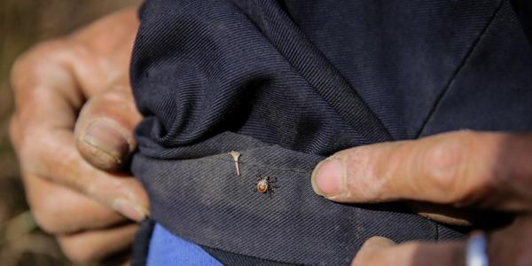 Punkkien poiston lisävinkit punkkevat housuissa
