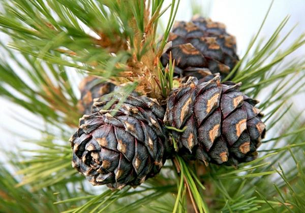 Cedar -ytimet terveitä Siperian setri -männynkäpyjä