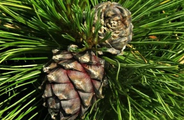 Cedar -ytimet ovat terveitä Siperian setripuita