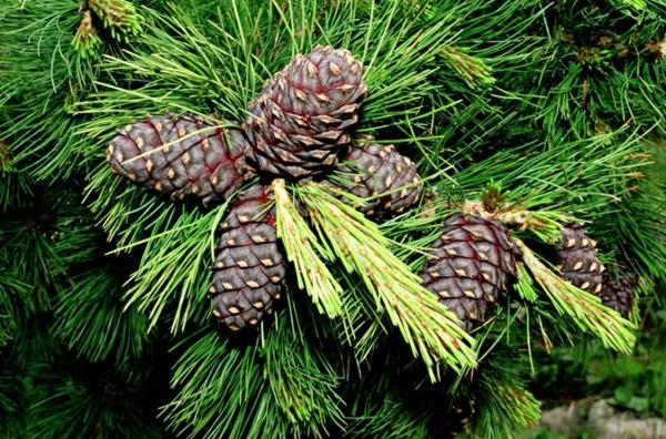 Cedar ytimet terve Siperian setri setripuu