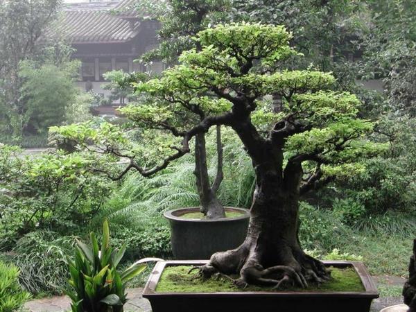 Zen -puutarhan istutus japanilaisia ​​bonsai -kasveja