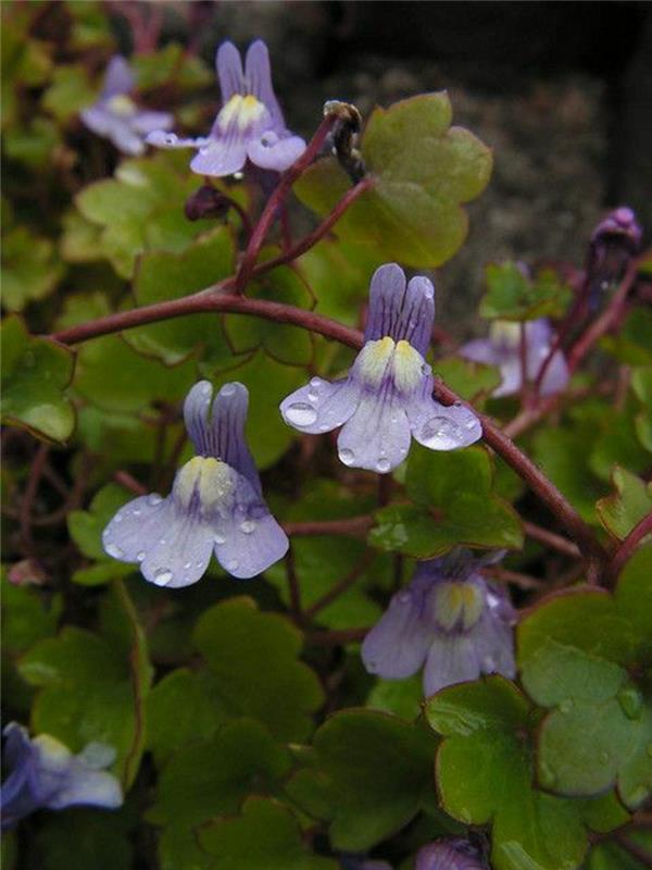 Cymbalaria muralis kauniita kevään kukkia kuvia