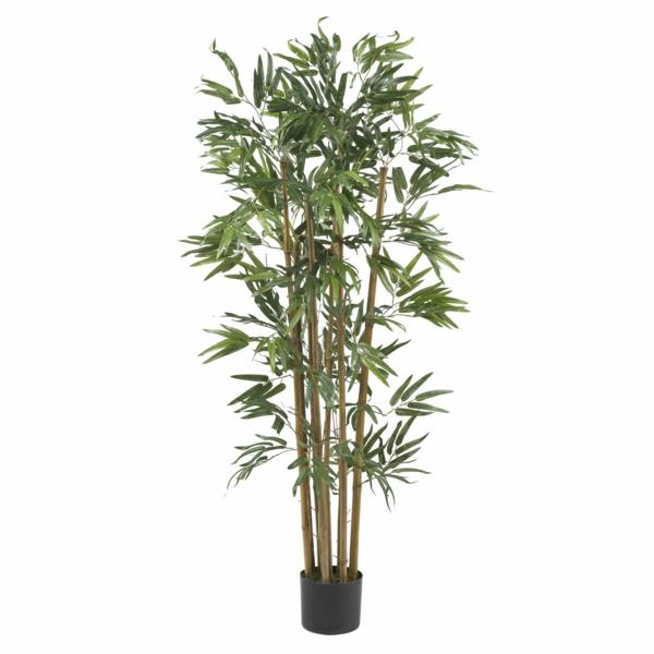 Osta sisätilojen bambu onnekas bambuhoito kostea idea