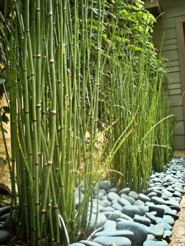 Zimmer sisäbambu ostaa onnekas bambu ylläpitää kosteaa monimuotoisuutta