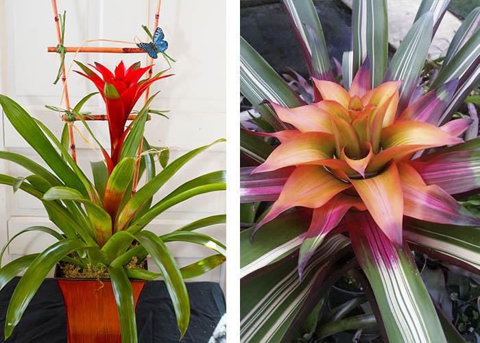 Huonekasvit bromeliadit eksoottisia