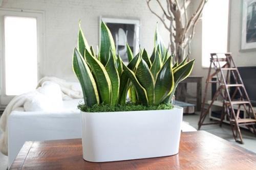 Sisäkasvit Sansevieria makuuhuoneessa näyttävät hyvältä suuressa valkoisessa kylvökoneessa