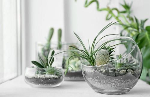 Talon kasvit mehikasveja lasiastiassa, jotta voit tehdä terraarion itse