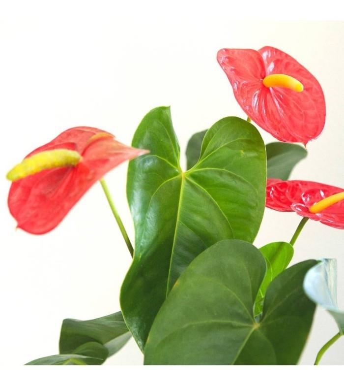 Huonekasvit onnekkaana Anthurium suosittu onnekas kukka näyttäviä punaisia ​​kukkia