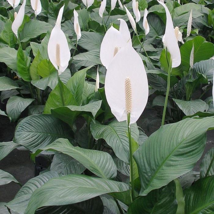 Sisäkasvit onnekkaana yksilehtinen tai rauhan lilja valkoiset kukat vihreät pitkänomaiset lehdet
