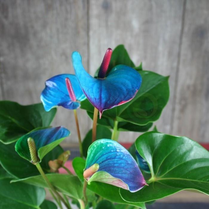 Sisäkasvit onnekkaana Flamingokukka vaaleansinisillä kukilla