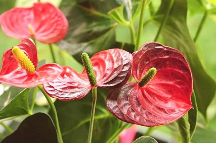 Sisäkasvit onnea flamingo kukka punaiset kukat upea näky