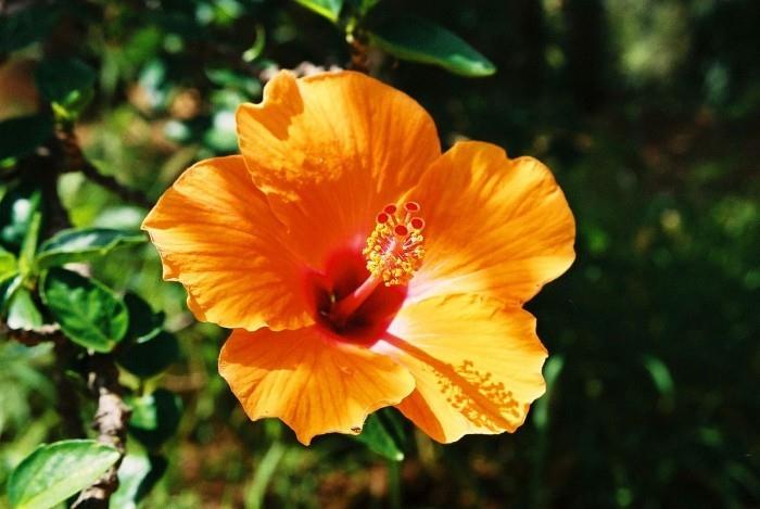 Huonekasvit onnea Hibiscus kukka muotoinen kauniisti väriltään kylläinen oranssi