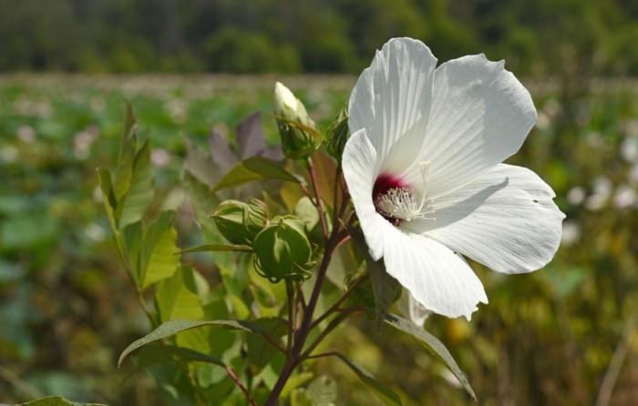 Sisäkasvit onnea hurmaa Hibiscus valkoinen kukka kukoistaa myös ulkona leuto ilmasto