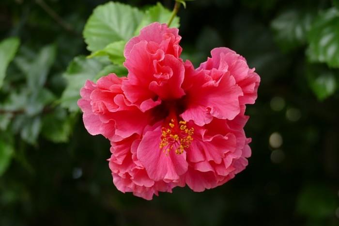 Huonekasvit onnea hibiscus herkkä vaaleanpunainen punainen kukka maaginen voima