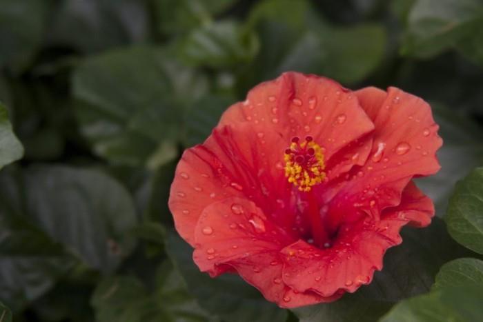Sisäkasvit onnekkaana Hibiscus -herkkä punainen kukka symboloi intohimoista rakkautta