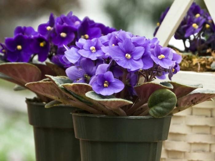 Sisäkasvit onnekkaana afrikkalaiset violetit, pienet siniset kukat, ovat todellinen katseenvangitsija