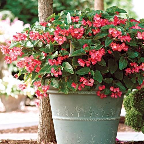 Huonekasvit ulkona puutarhassa begonia vaaleanpunainen
