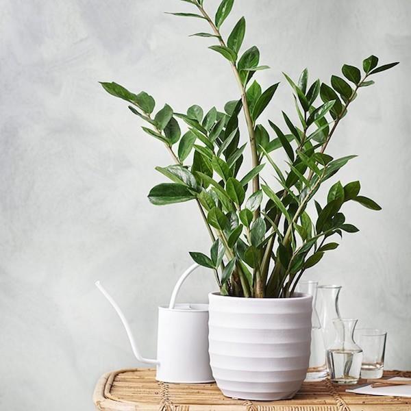 Sisäkasvit hämärässä kylpyhuoneessa Zamioculcas