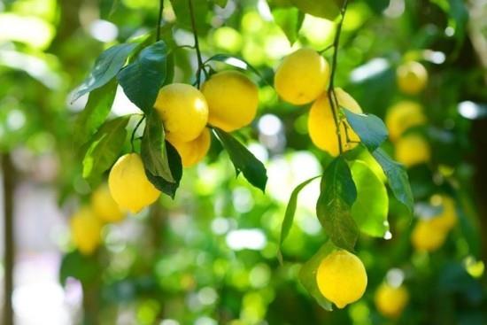 Sitruunapuu kypsät keltaiset hedelmät puussa
