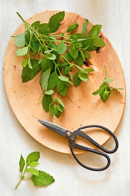 Sitruunamelissa - immuniteetti ja psyyke luonnon lahjojen kautta vahvistavat tuoretta balsamia puutarhasta