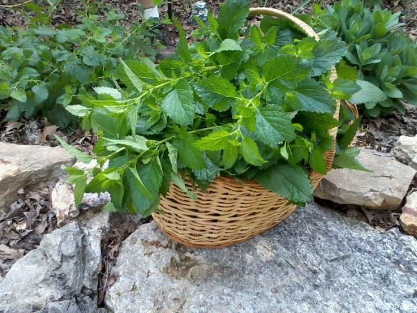 Sitruunamelissa tee - vahvistaa vastustuskykyä ja psyykkistä luonnon lahjoilla Tunnista ja korjaa balsamia