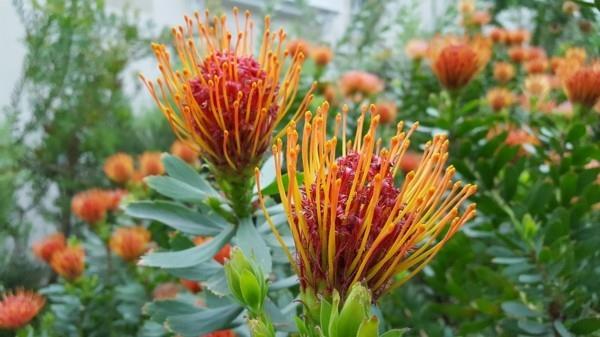 Sokeripensaat Protea kukkiva oranssi talvi kukkivat talvikasvit