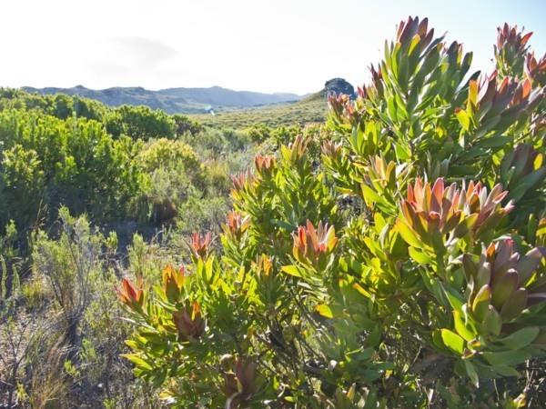 Sokeripensaat Protea Mountains Talvi kukkivat talvikasvit