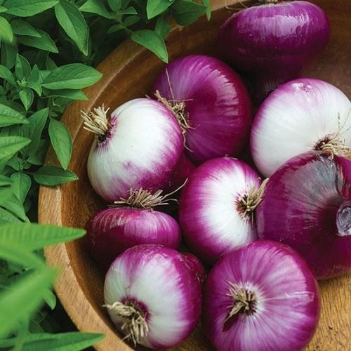 Kasvata sipulia kausikalenterin mukaan. Jatka sadonkorjuuta oikein