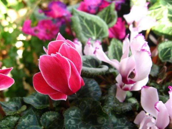 Cyclamen kasvihuone kasveja ruukkukasvit värit