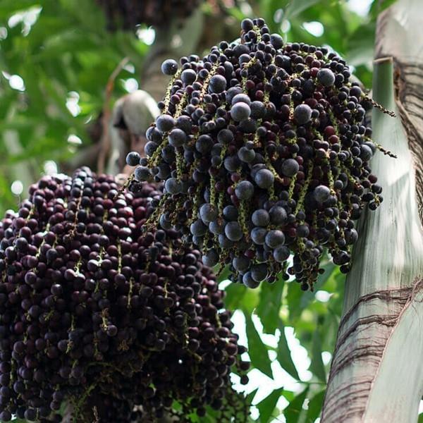 acai marjapalmu