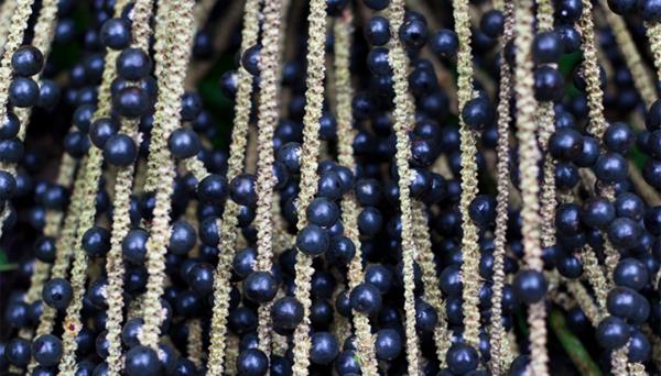 acai marja terve vaikutus