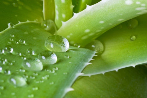 Akne vulgáris - Kezelések otthon- aloe vera