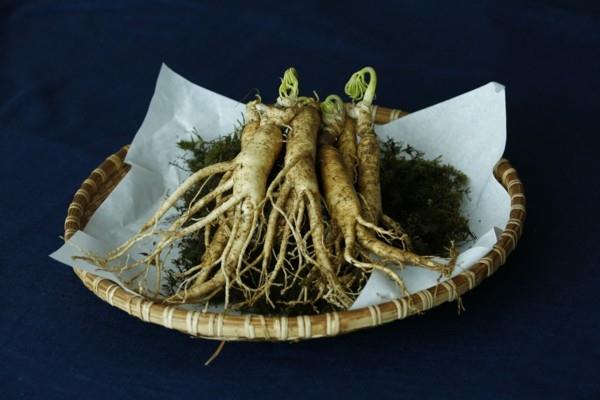 adaptogeeniset ginseng -juuret