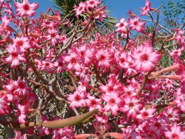 adenium eksoottinen kasvi aavikon ruusu